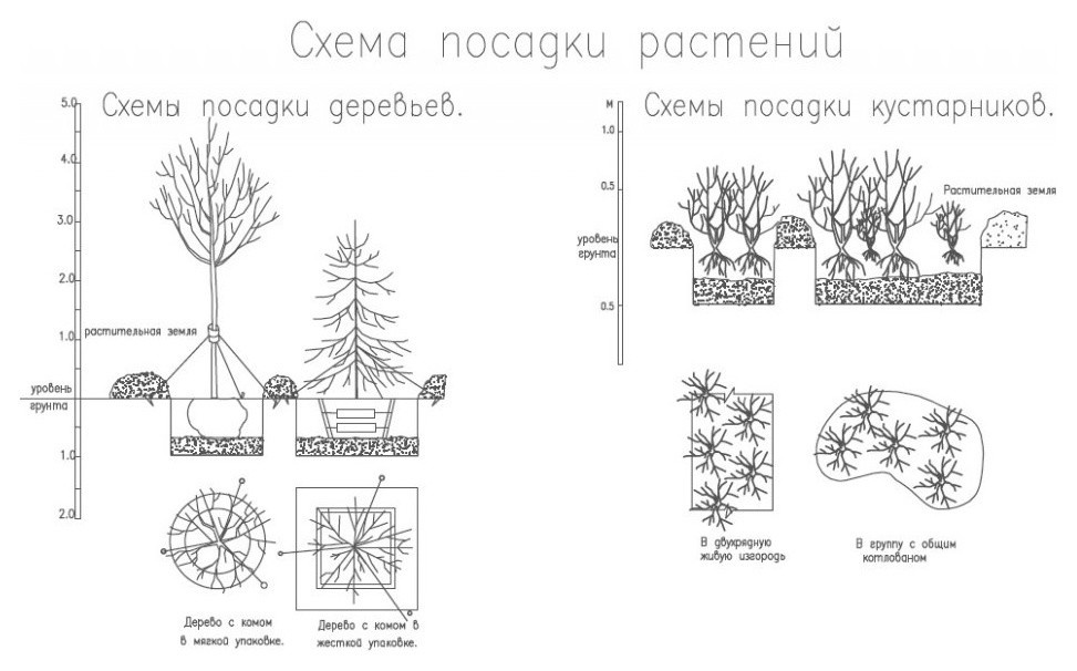 сад