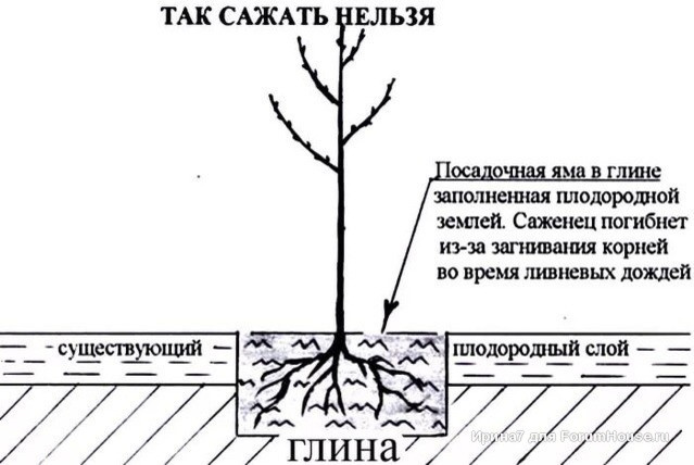 сад