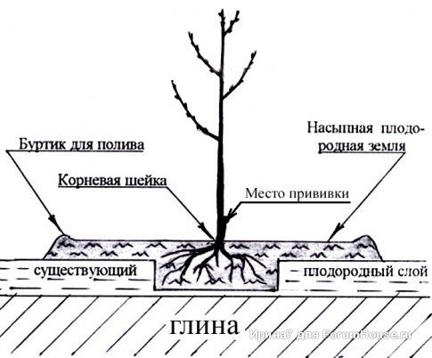 сад