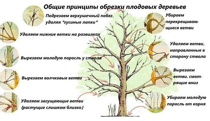 сад