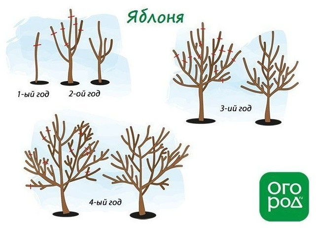 сад