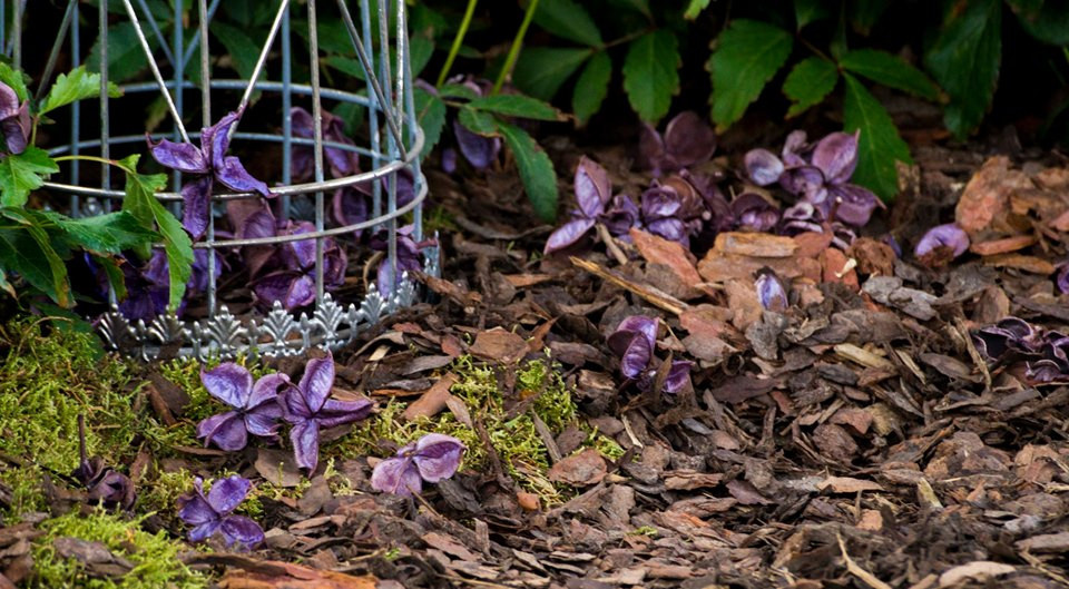 Проект недели: Сад «Декорации Метерлинка» на выставке в Москве