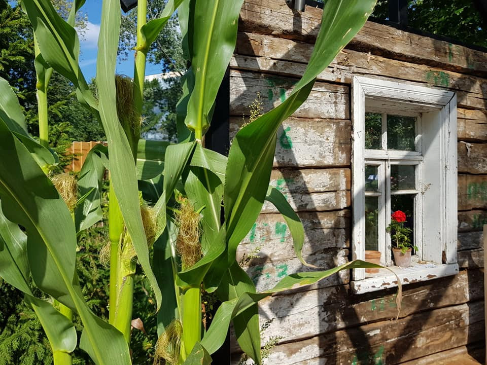 Сад недели: Белорусская хата — на краю поля ржи