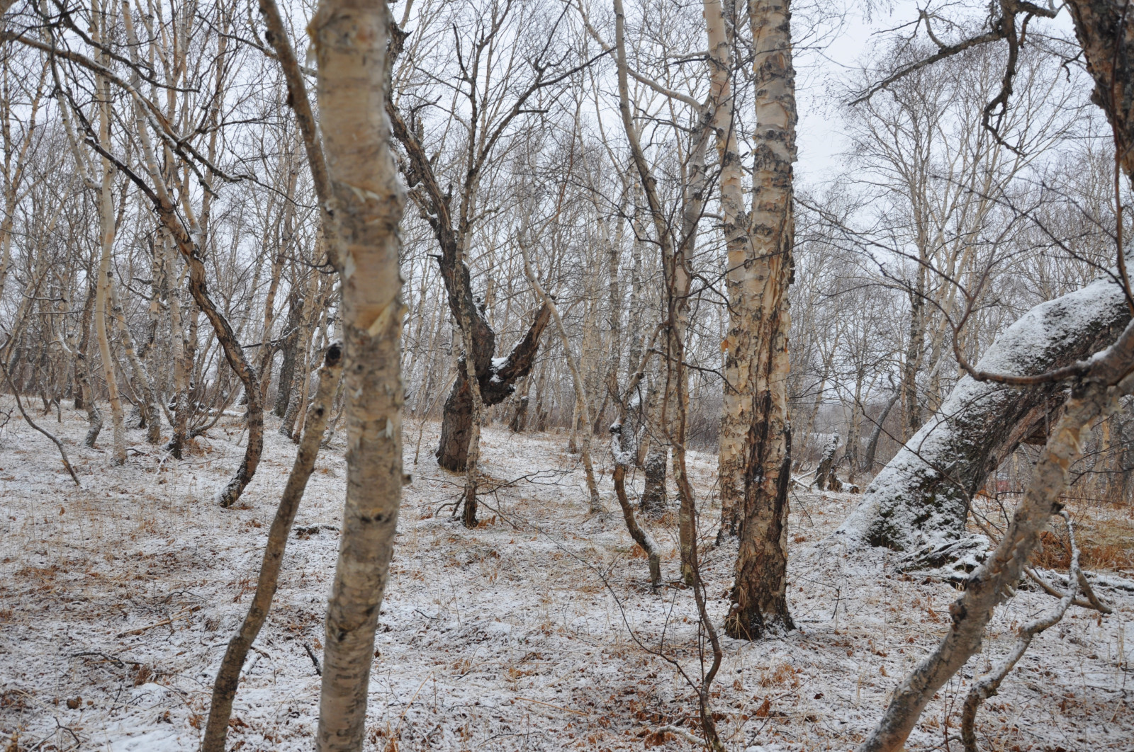 Houzz тур: Дом на Камчатке с видом на вулканы