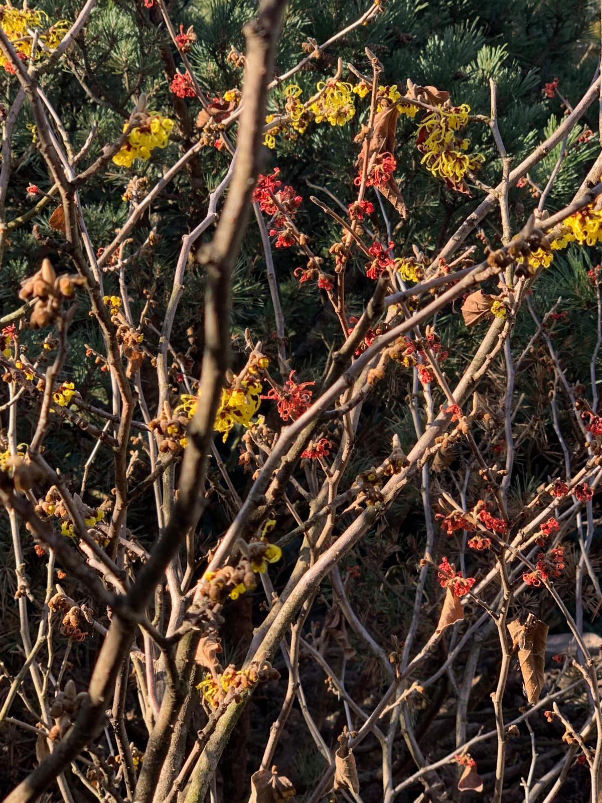 В гостях: Загадочный сад в Херсоне на 12 сотках