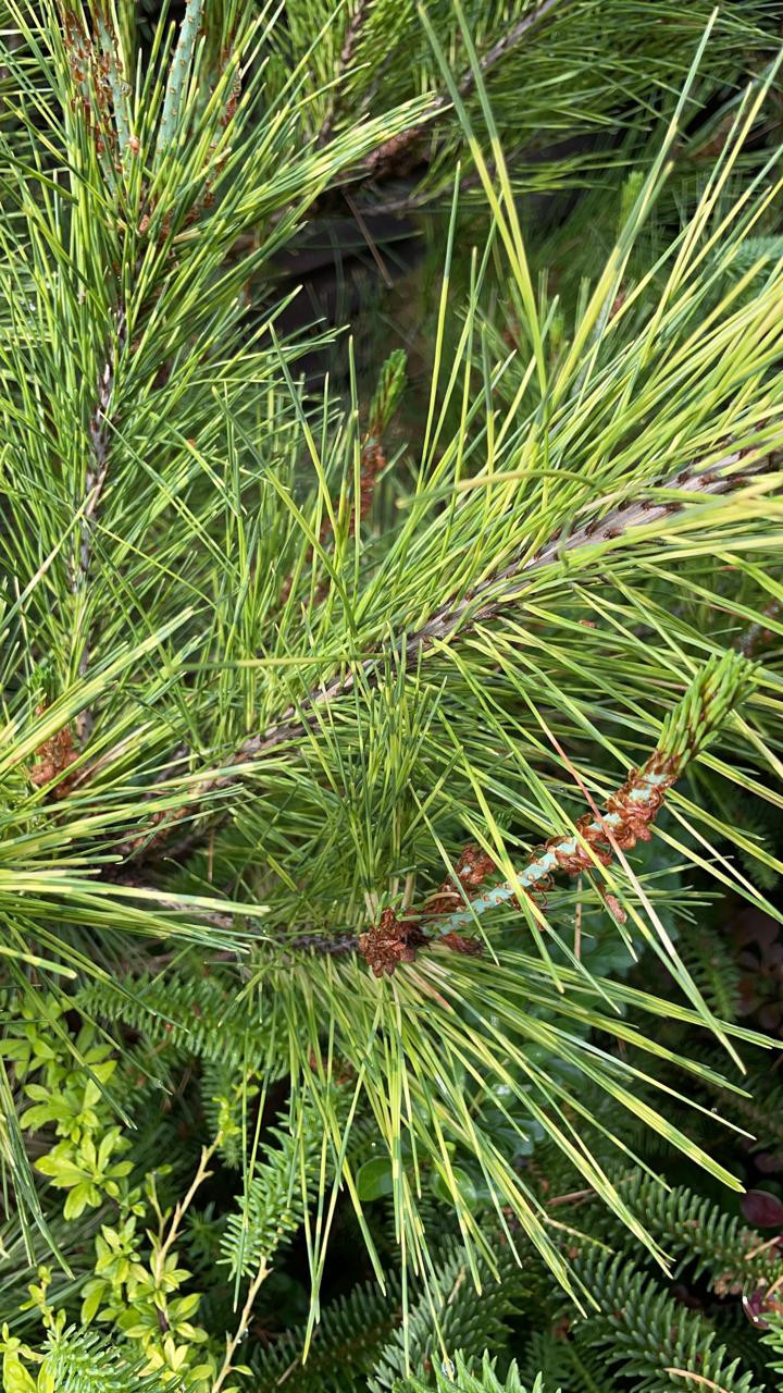 В гостях: Загадочный сад в Херсоне на 12 сотках