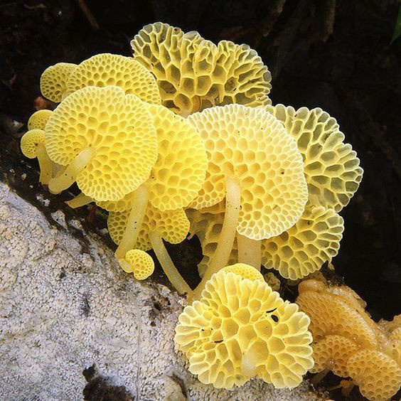 Colored Mushrooms