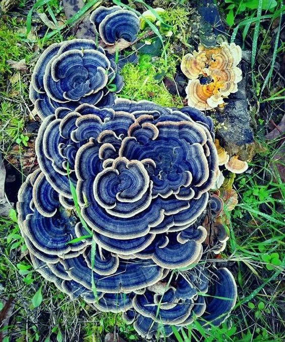 Colored Mushrooms
