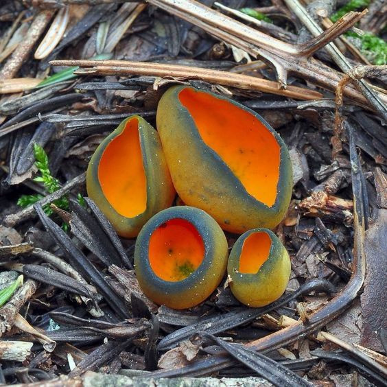 Colored Mushrooms