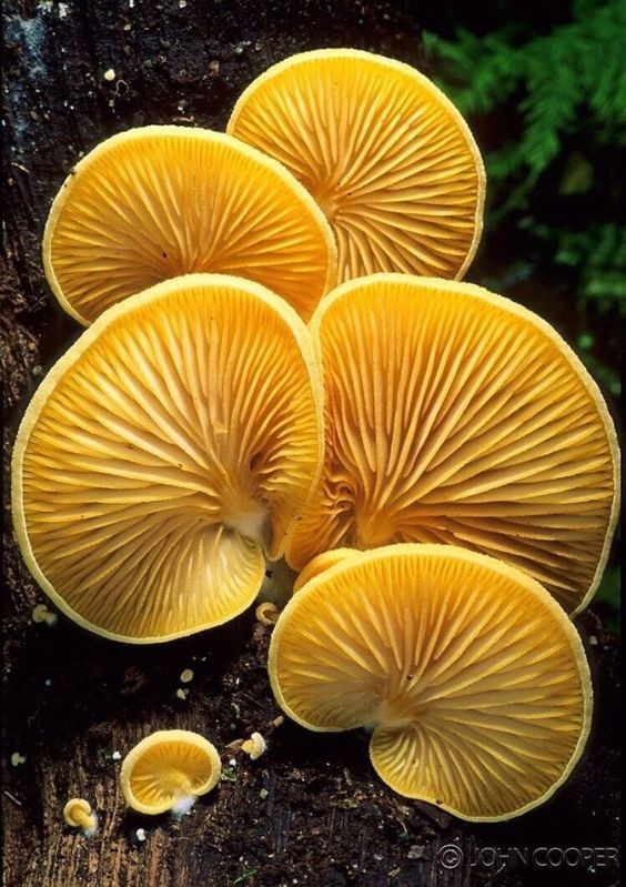 Colored Mushrooms