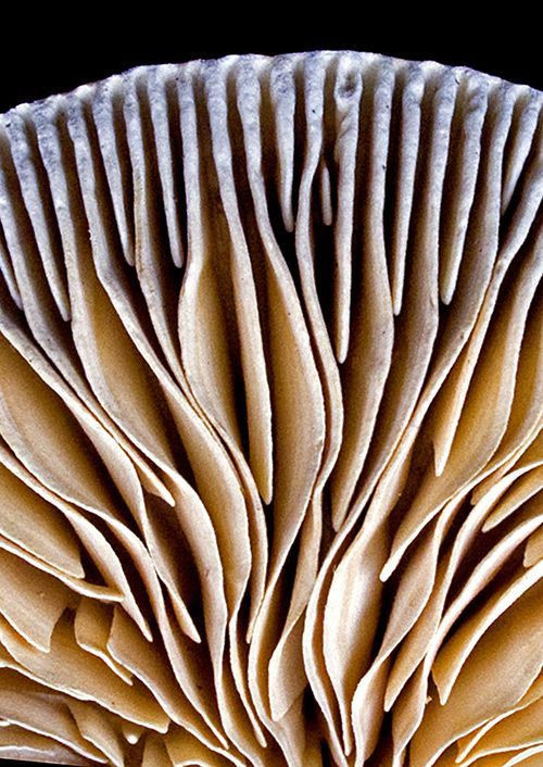 Colored Mushrooms