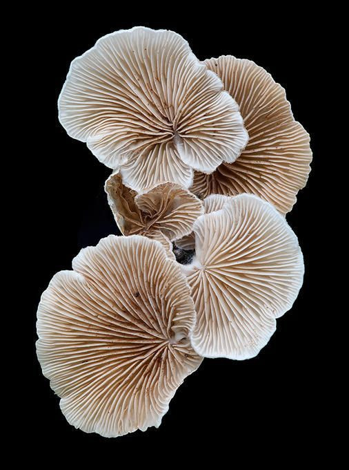 Colored Mushrooms