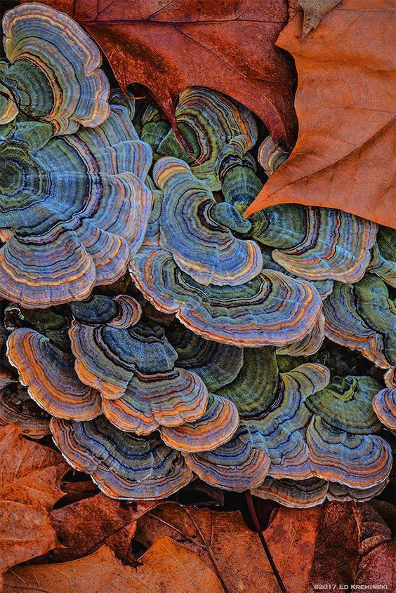 Colored Mushrooms