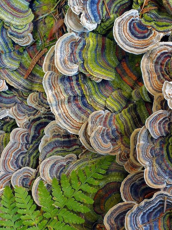 Colored Mushrooms