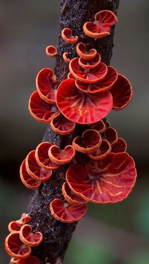 Colored Mushrooms