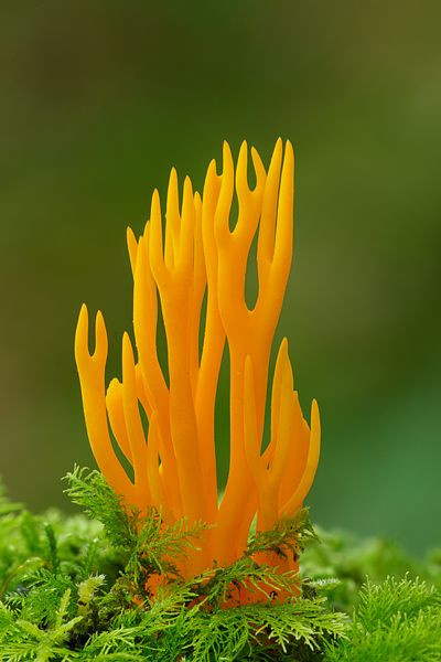 Colored Mushrooms