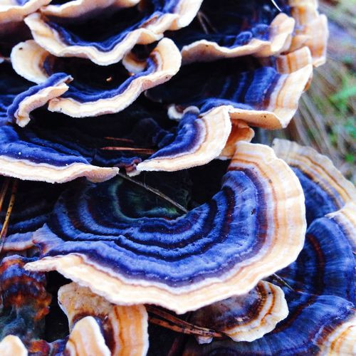 Colored Mushrooms
