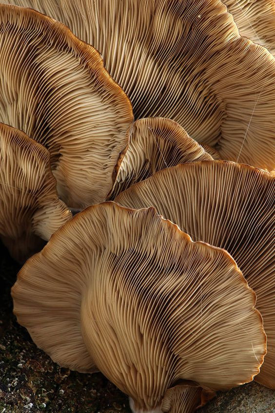 Colored Mushrooms