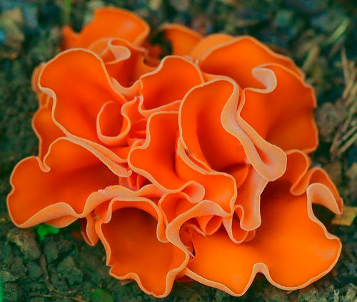 Colored Mushrooms