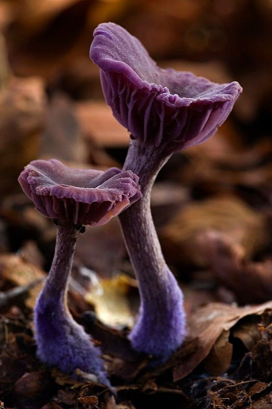 Colored Mushrooms
