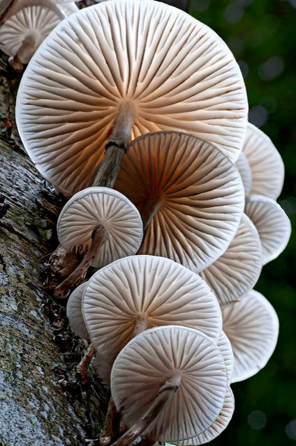 Colored Mushrooms