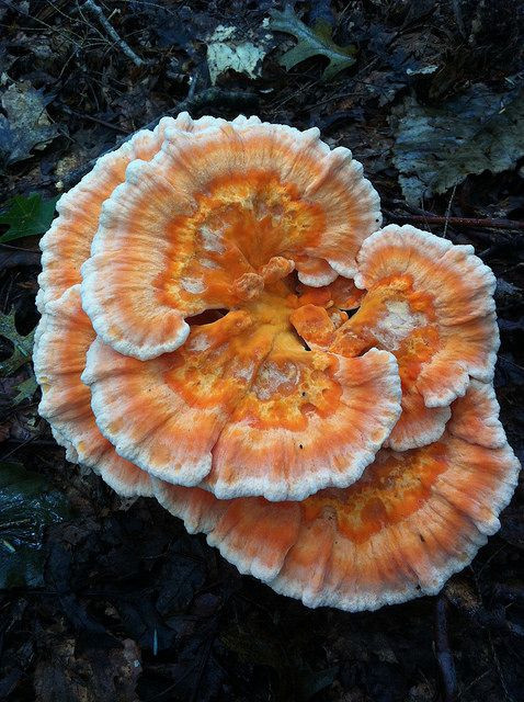 Colored Mushrooms