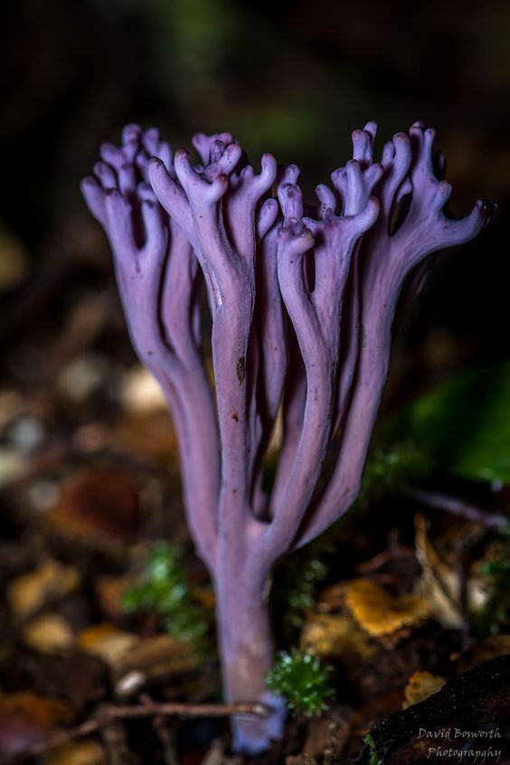 Colored Mushrooms