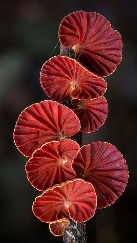 Colored Mushrooms