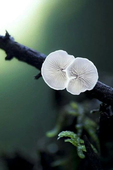 Colored Mushrooms