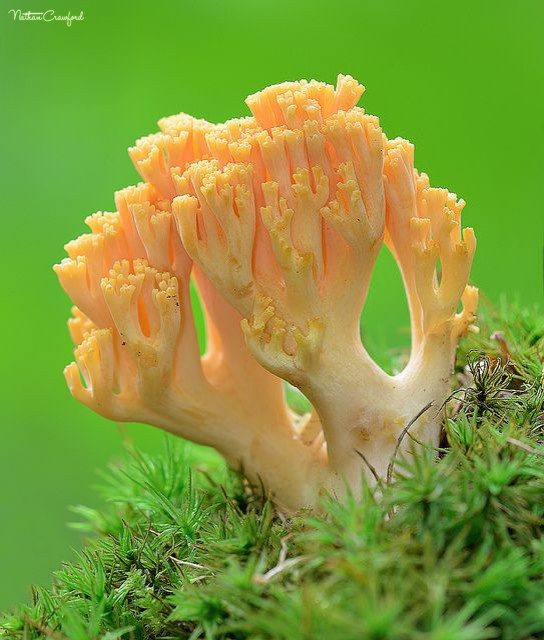 Colored Mushrooms