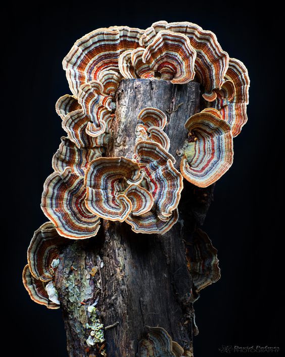 Colored Mushrooms