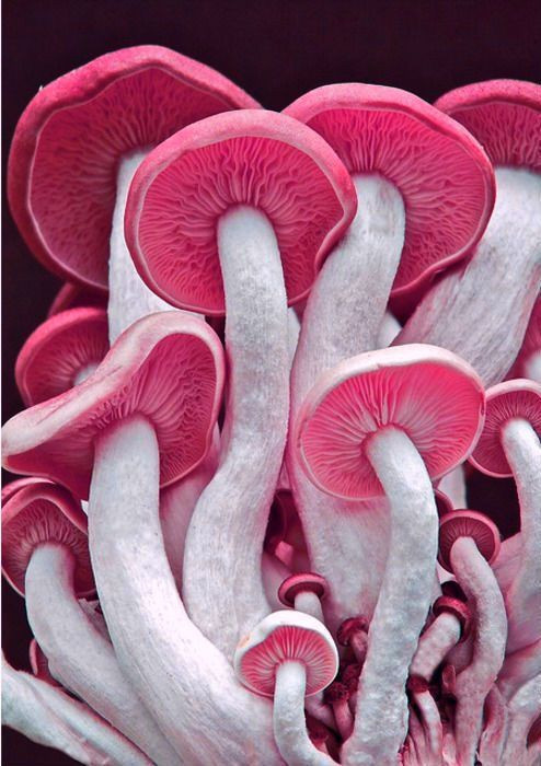 Colored Mushrooms