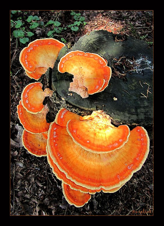 Colored Mushrooms