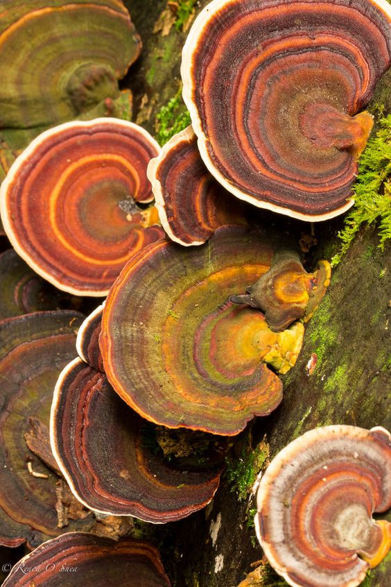 Colored Mushrooms