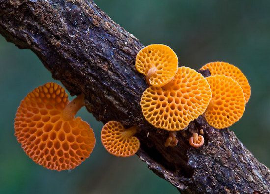 Colored Mushrooms