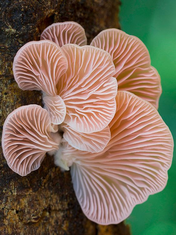Colored Mushrooms