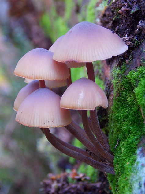 Colored Mushrooms