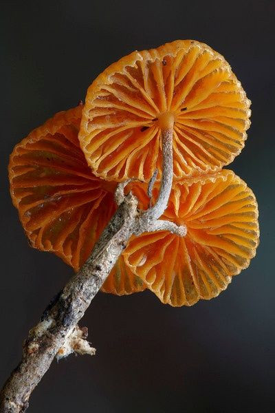 Colored Mushrooms