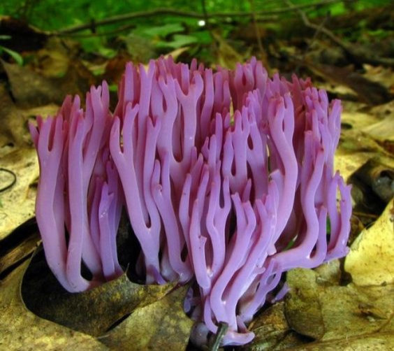 Colored Mushrooms