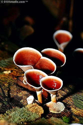 Colored Mushrooms