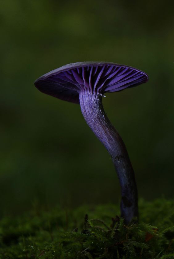 Colored Mushrooms