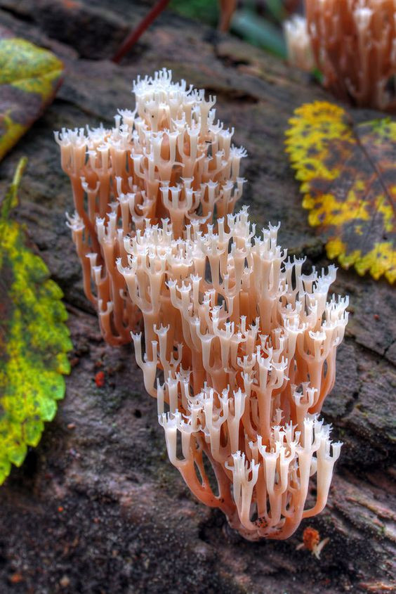 Colored Mushrooms