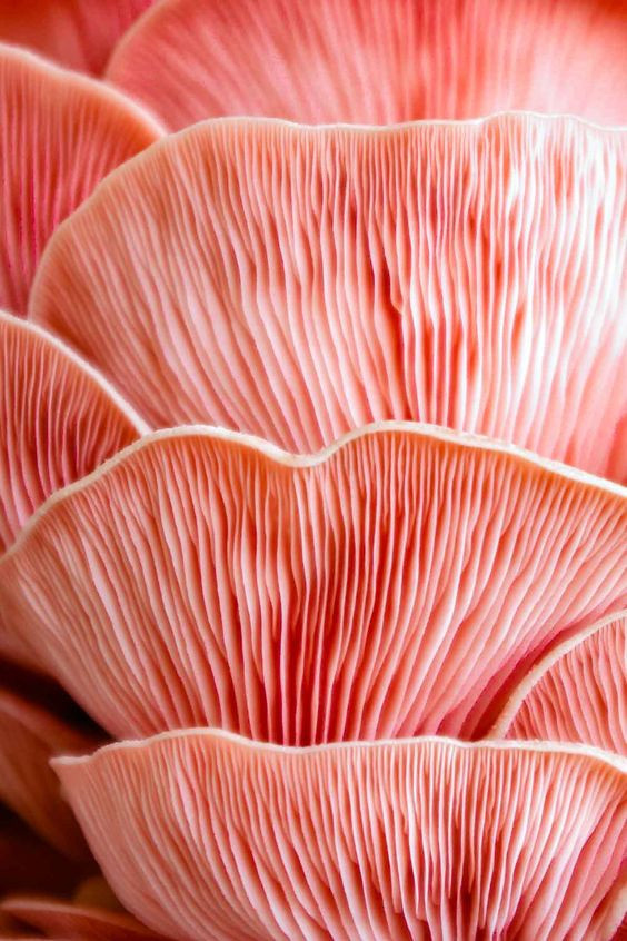 Colored Mushrooms
