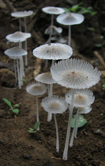 Colored Mushrooms