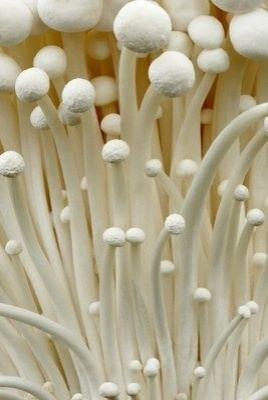 Colored Mushrooms
