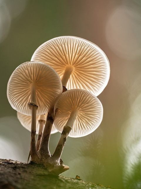 Colored Mushrooms
