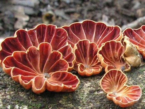 Colored Mushrooms