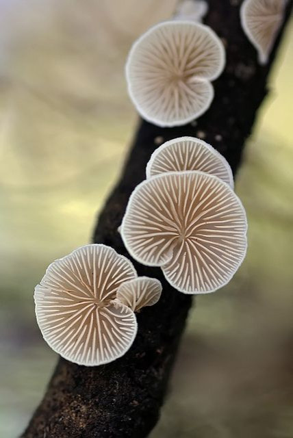 Colored Mushrooms