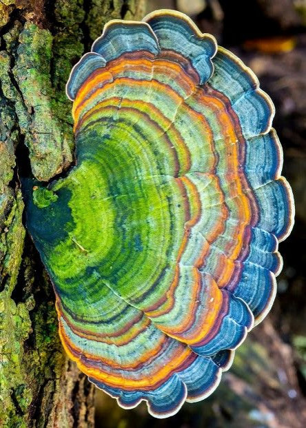 Colored Mushrooms