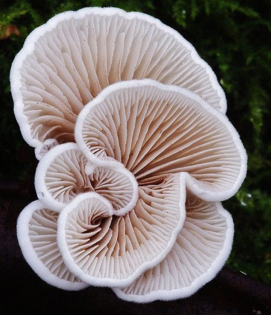 Colored Mushrooms